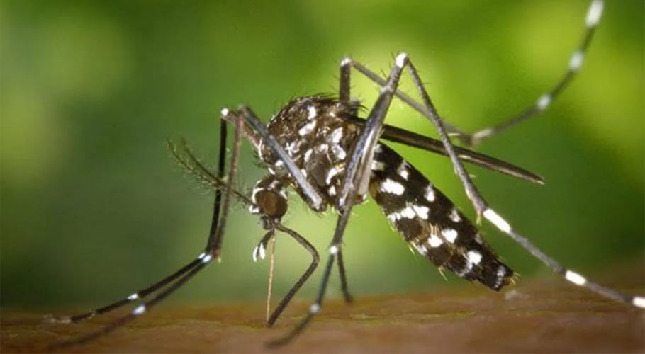 Dengue-Again