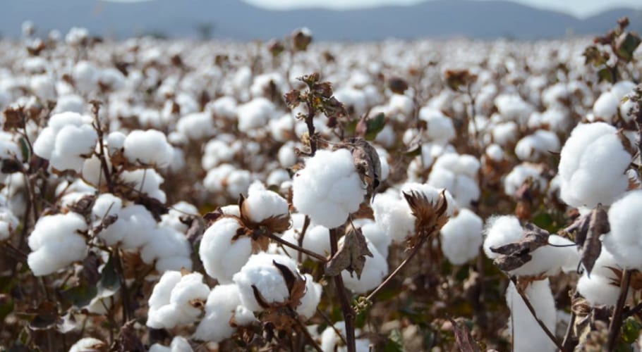 Weekly Cotton Market Review
