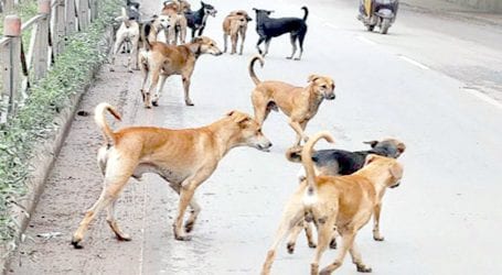 کتوں نے سندھ کے سرکاری ملازمین کی نوکریاں خطرے میں ڈال دیں، چھٹیاں منسوخ