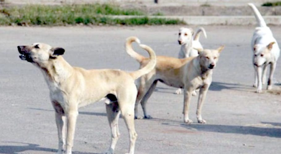 ‘Govt officers should be fined Rs50,000 for dog bite cases’