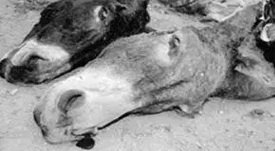 donkey karachi head