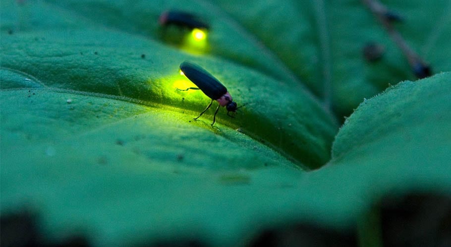 جگنوؤں کی مختلف اقسام ناپید ہونے کے خطرے سے دوچار، ماہرین نے خبردار کردیا