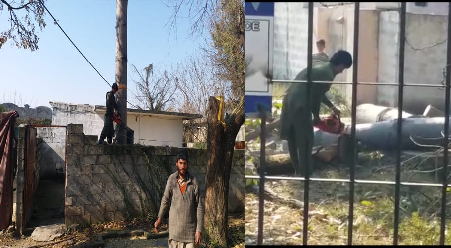 Illegal tree harvesting continues in Islamabad
