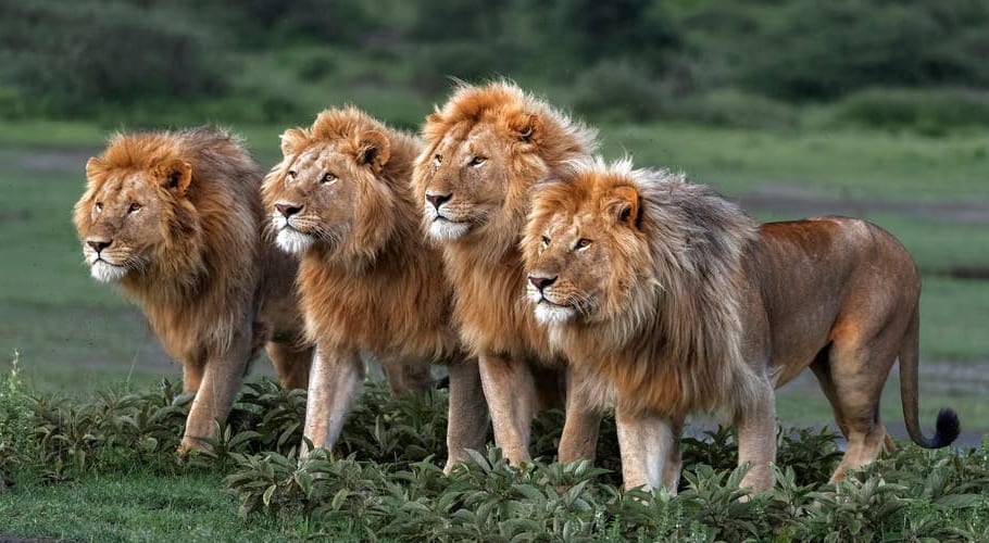 17-year-old boy killed by lion’s attack in Safari Park Lahore