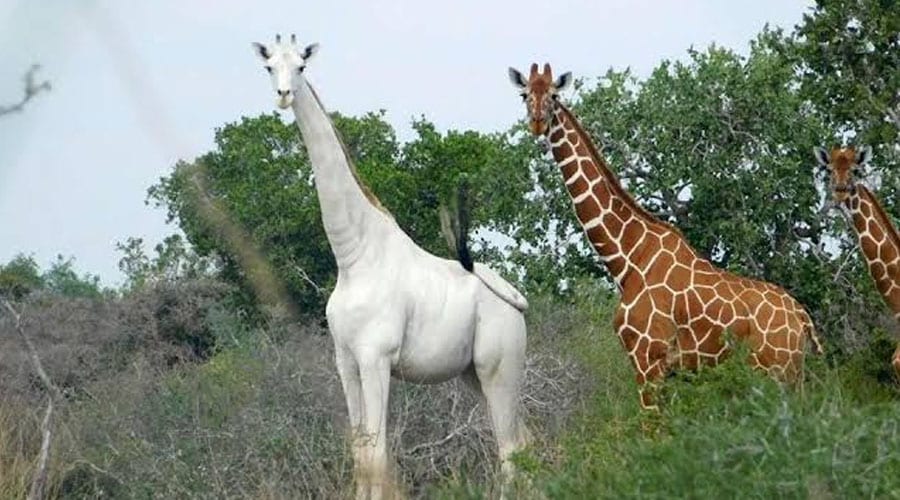 World’s last female white giraffe killed in Kenya
