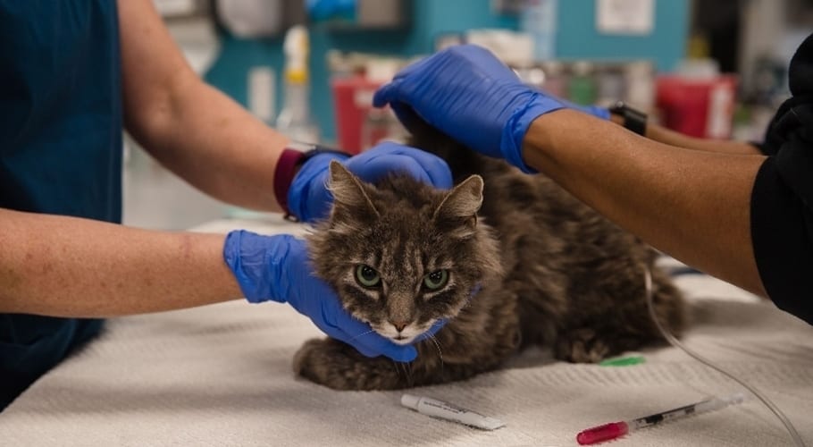 2 New York cats become first US pets to test positive for Covid-19