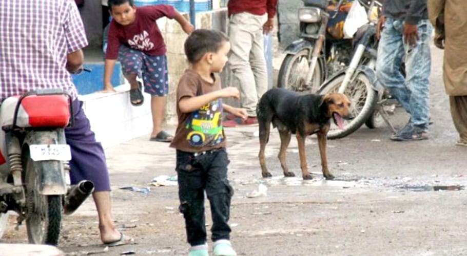 سندھ حکومت کا شہر بھر میں ریبیز فری سندھ منصوبے کا آغاز