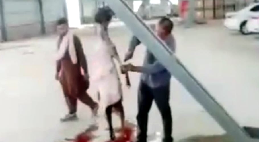 فیصل آباد میں ٹائم سرامک فیکٹری میں کتے ذبح ہونے لگے، ملازمین کے تحفظات
