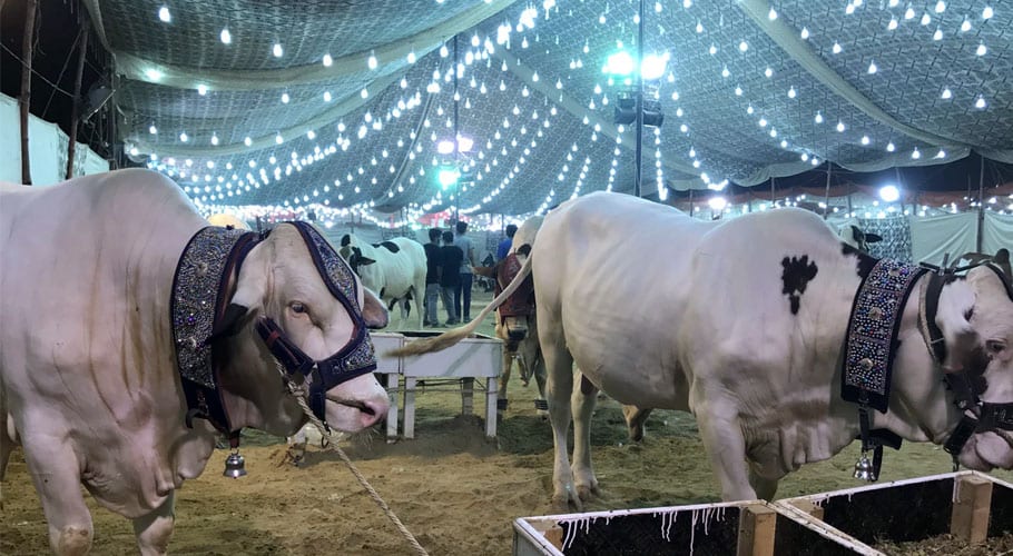 سپر ہائی وے مویشی منڈی کی رونقیں بحال ، 11ہزار قربانی کے جانور پہنچ گئے