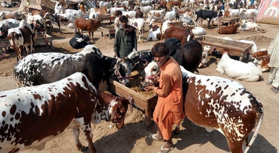 قربانی کیلئے بیمار جانوروں کو کلیئر قرار دیکر شہریوں کی زندگیاں خطرے میں ڈال دی گئی