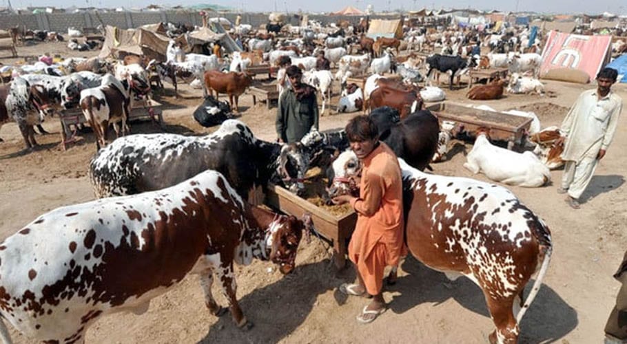 حکومت سندھ کا بڑا فیصلہ،عید قربان پر سندھ میں مویشی منڈیاں نہیں لگیں گی