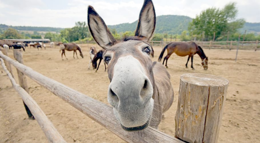 Pakistan Among Top 3 Countries To Have The Most Donkeys!