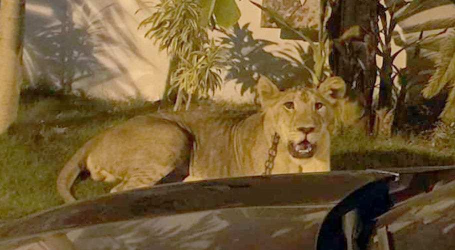 Wild Lion Spotted liaquatabad Karachi