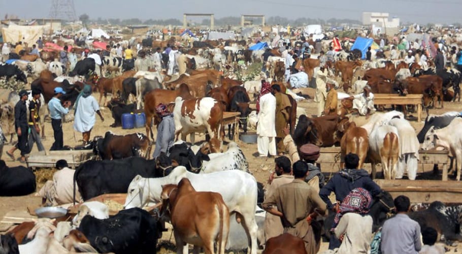 سندھ میں مویشی منڈی جانے والوں کے لیے کورونا ویکسین کارڈ دکھانا لازمی قرار