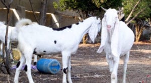 Most expensive goats at the mandi
