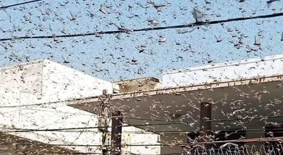 کراچی کے مضافاتی علاقے ضلع ملیر میں ٹڈی دل کے جھنڈ پہنچ گئے