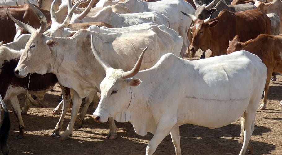 citizens turned to Sohrab Goth Cattle Market after arrival of new animals