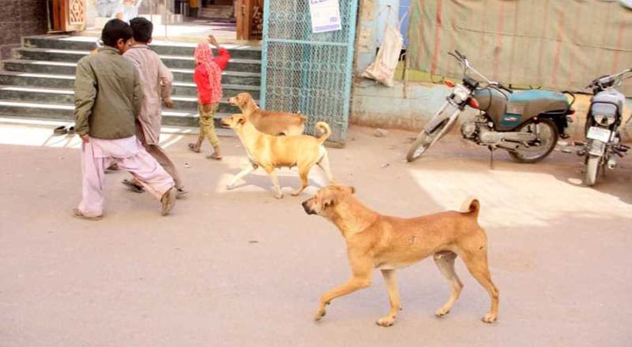 Karachi records 22296 dog bite cases in a year