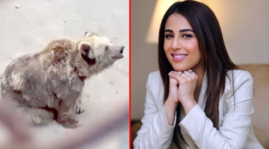 Ushna Shah demands closure of zoos, ban on exhibition of animals