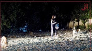 Meet Yasmin Zaidi who singlehandedly feeds homeless animals across Karachi