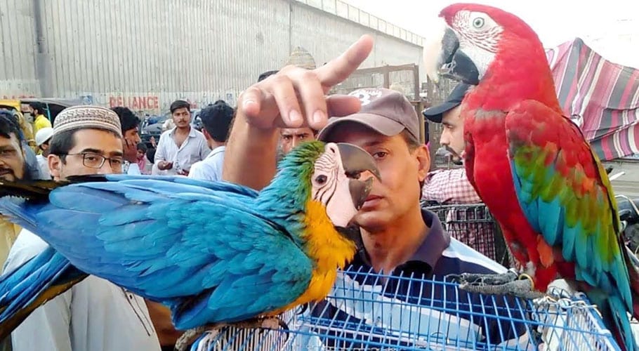 کریم آباد ”پرندوں کا بازار“شہریوں کو روزگار فراہم کرنے کا سبب بن گیا