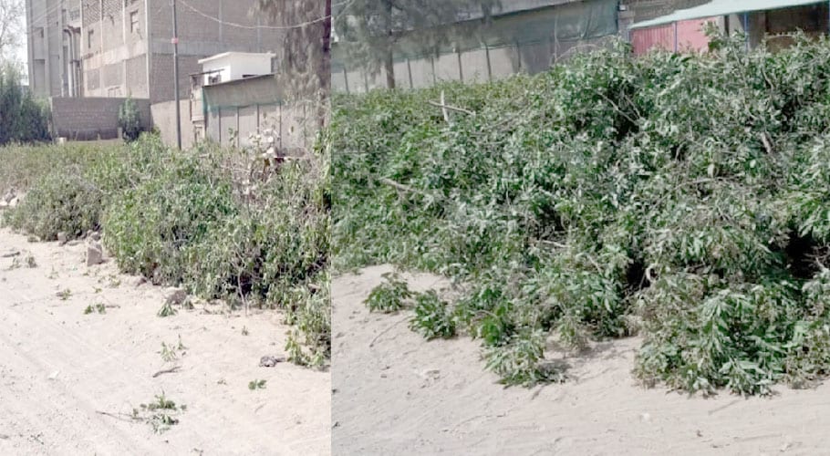 trees have been cut down in Karachi