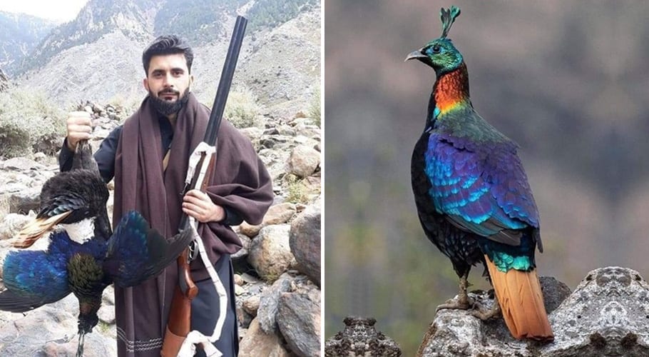 نایاب پرندے کا شکار کرنے پر شکاری پر جرمانہ عائد کردیا گیا