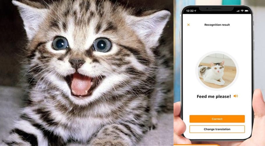 MeowTalk: Alexa developer’s app to translate cat’s miaow