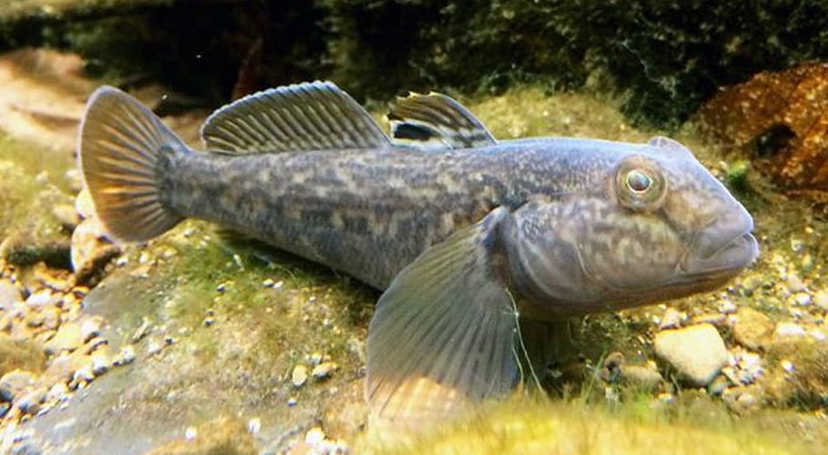مچھلیوں کے پر صرف تیرنے کیلئے نہیں ہوتے، جدید سائنسی تحقیق سے انکشاف