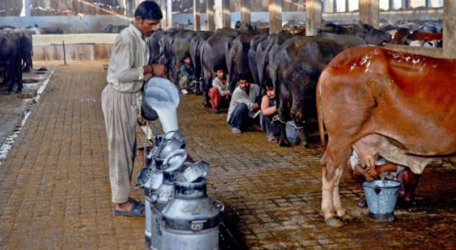 کے ایم سی سندھ حکومت کو بائیو گیس کیلئے بھینس کالونی کی 31 ایکڑ زمین دینے پر تیار