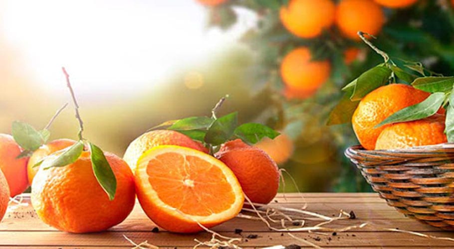 کورونا وبااور بڑھتی مہنگائی، کینو پروسیسنگ کی 100 فیکٹریاں بندہوگئیں