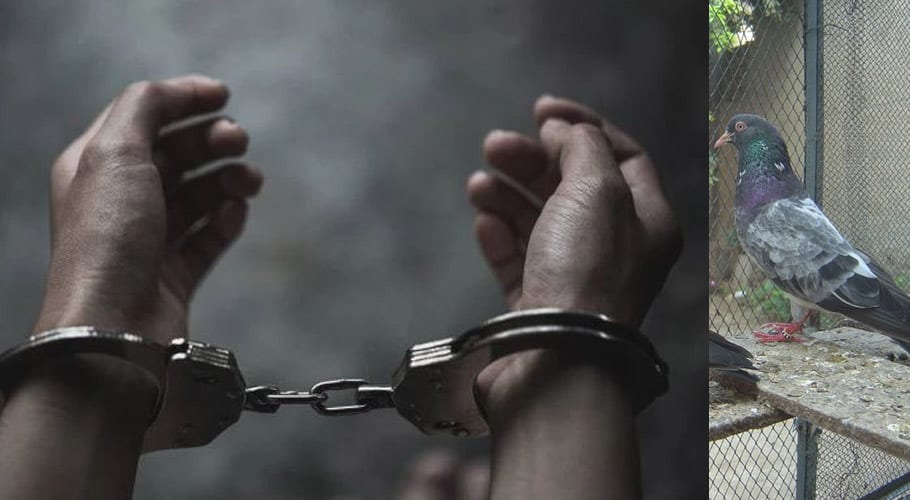 حافظ آباد میں کبوتر بازی پر جھگڑا، بھائی نے بھائی کو قتل کرکے گرفتاری دے دی