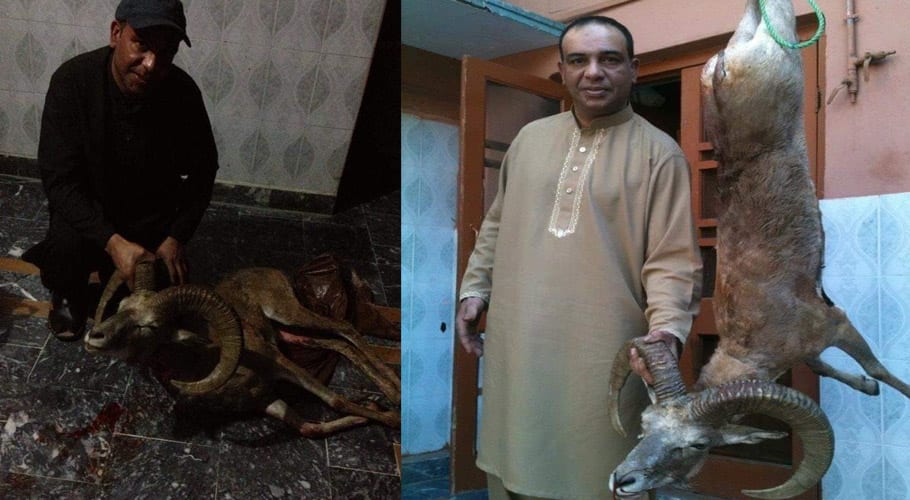 اڑیال کا غیر قانونی شکار، مشہور شکاری 4 ساتھیوں سمیت گرفتار،5 لاکھ روپے جرمانہ عائد