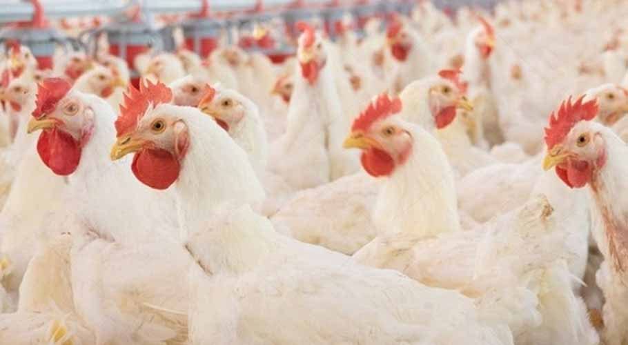 chicken price in karachi