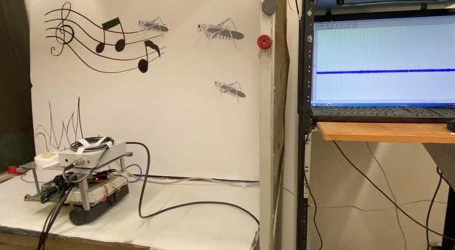 ماہرین کا ٹڈے کے کان سے روبوٹ کی سماعت کا کامیاب تجربہ