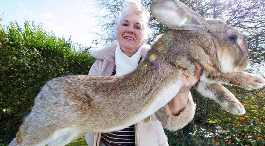 دنیا کا سب سے لمبا خرگوش گھر سے چوری ہوگیا