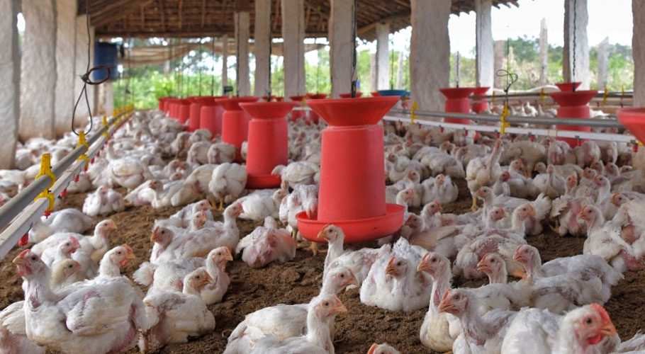 شہری خبردار،مرغیوں میں پھیلا ہوا وائرل انفیکشن انسانوں میں منتقل ہونے خطرہ