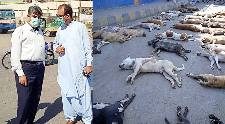 Hundreds of dogs were poisoned to death in Malir