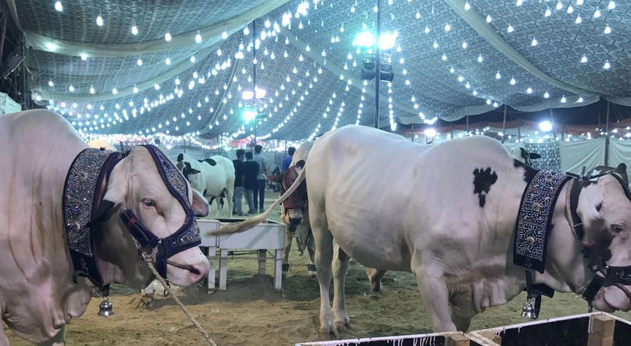 کراچی، سپر ہائی وے پر ایشیا کی سب سے بڑی مویشی منڈی سج گئی