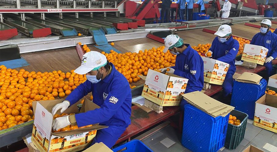 Pakistan sets new record for Orange exports