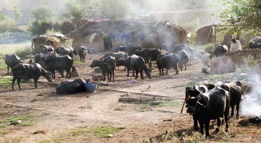 Illegal buffalo herding in Marwa Town has become a headache for the citizens