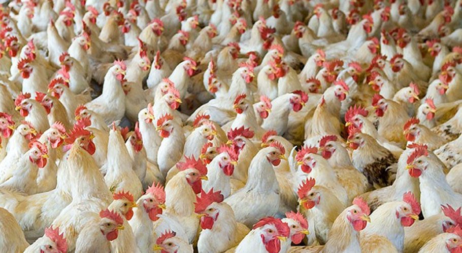 پشاور ہائیکورٹ نے مرغی اور گوشت افغانستان برآمد کرنے پر پابندی عائد کردی