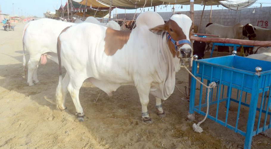 Corona vaccination is mandatory for cattle