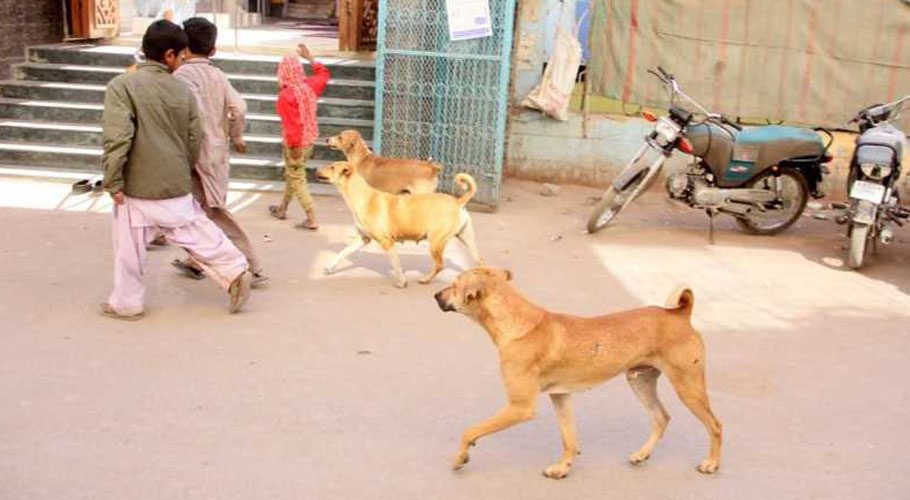 دنیا کا ایسا گاؤں جہاں گلی کے آوارہ کتے کروڑوں روپے کی زمین کے مالک ہیں