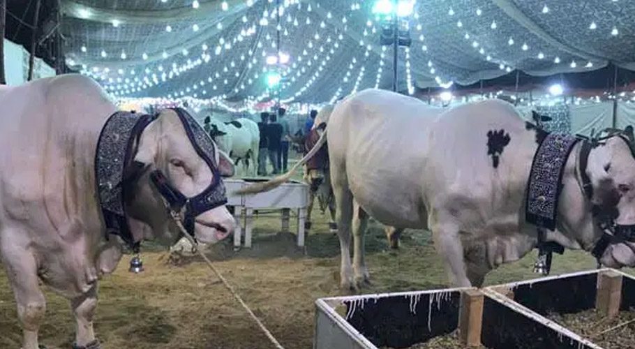 کراچی،عوام کابڑا مسئلہ حل،ایشیا کی سب سے بڑی مویشی منڈی میں مفت پاسزکااجراشروع