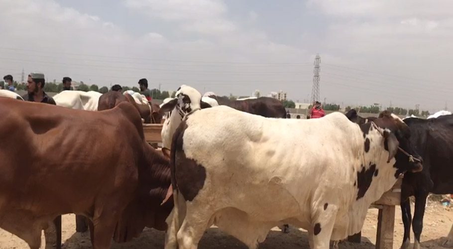کراچی، ایشیاکی سب سے بڑی مویشی منڈی کیلئے قربانی کے جانوروں کاپہلاٹرک پہنچ گیا