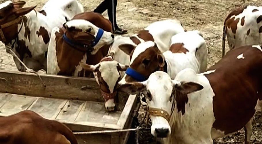 راولپنڈی کینٹ بورڈ کے افسران کی ملی بھگت سے مویشی منڈی کا ٹھیکہ من پسند ٹھیکیدار کو تفویض