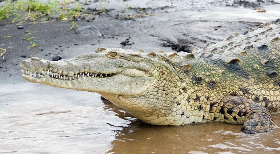 Crocodile swallows 4-year-old girl in Sukkur