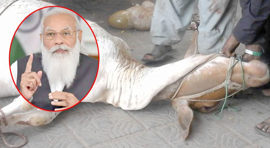 Modi Government Has Started Considering a Ban on Animal Slaughter on Eid-ul-Adha