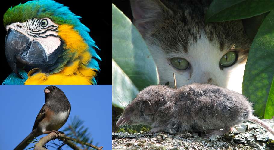 موسمیاتی تبدیلیوں سے نمٹنے کیلئے پرندے چونچ، جانور دم لمبی کر لیتے ہیں۔تحقیق